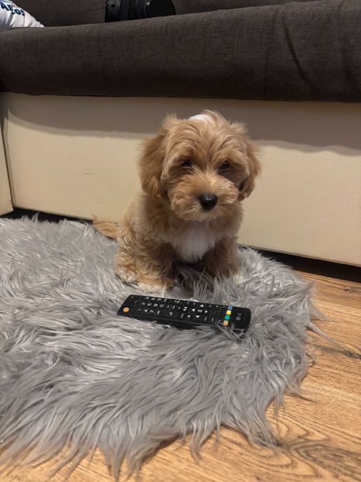 Śliczny piesek rasy Maltipoo