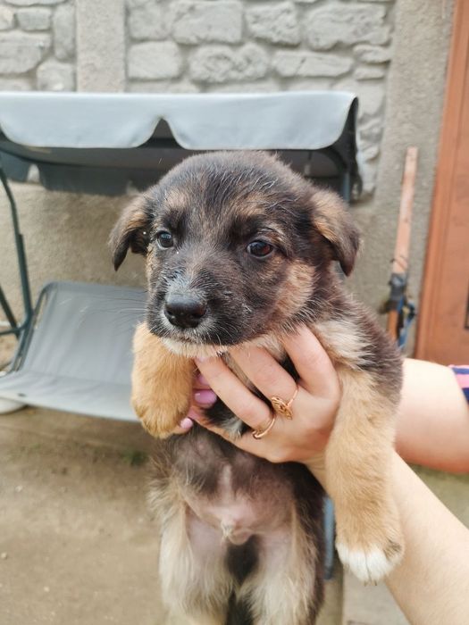 Отдам щенков в надёжные руки