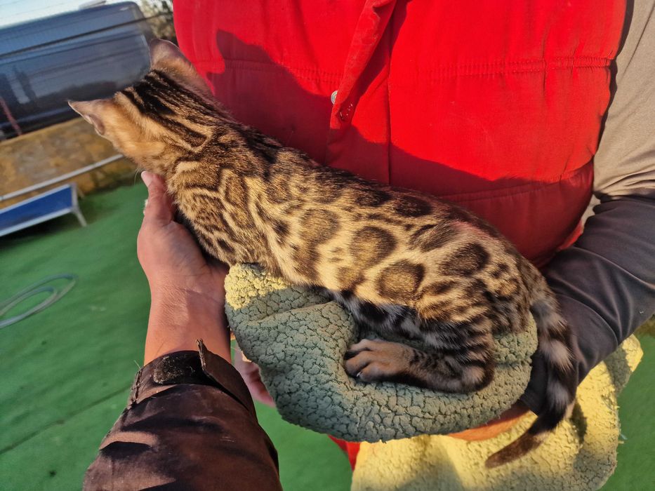 Gatinho de bengala (macho)