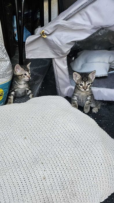 Gatos bebés para adopção terminando desmame prontos pra uma vida linda