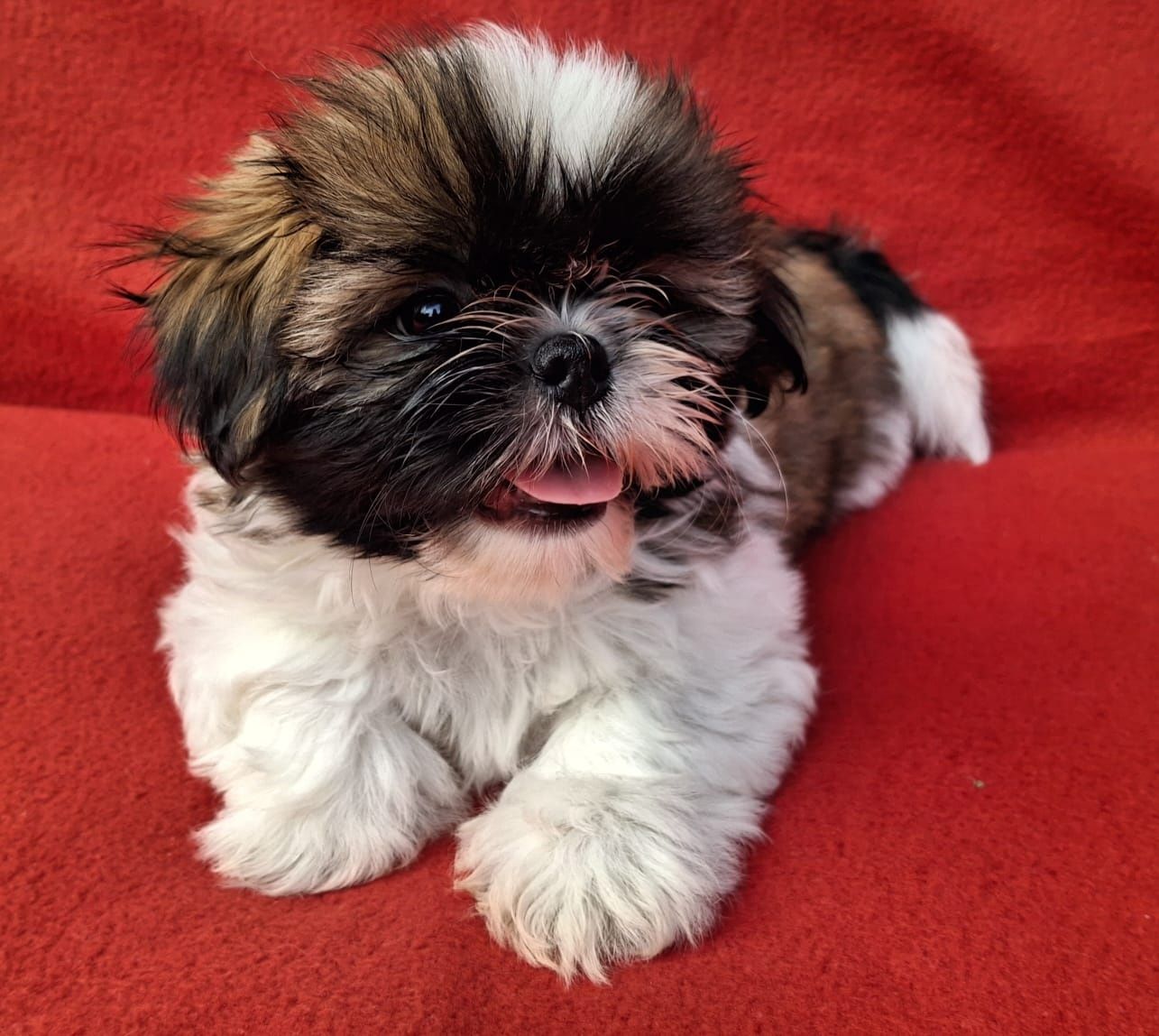 Piesek Shih-Tzu Gotowy do odbioru