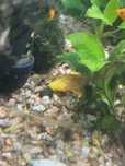 Ancistrus albino 7cm