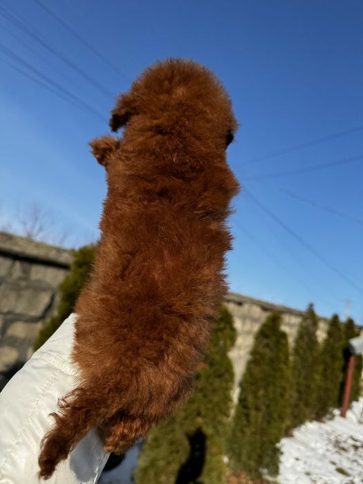 Шикарнюча дівчинка Ельзочка