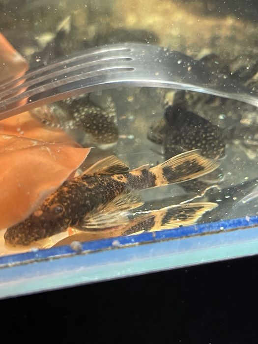 Zbrojnik glonojad Ancistrus sp CALICO