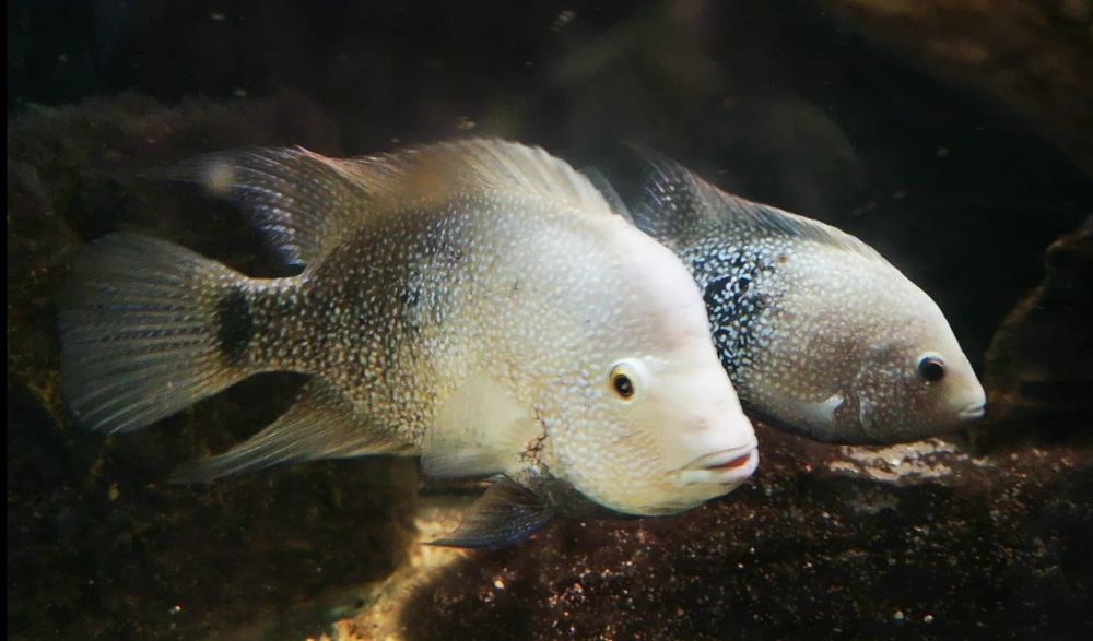 Pielęgnica Herichthys Cyanoguttatus