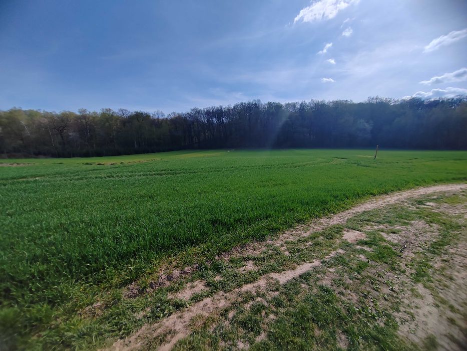 Sprzedam działkę rolną 50 ar