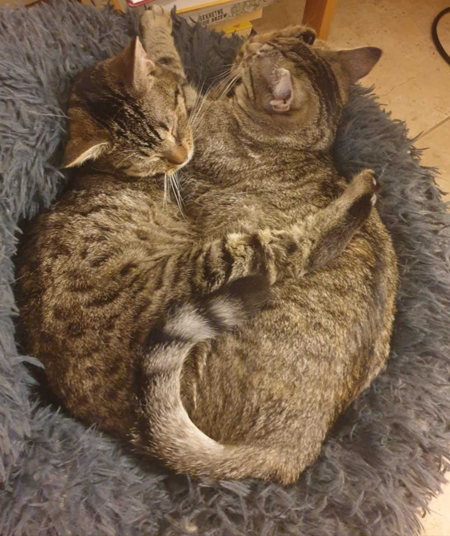 oddam w DOBRE ręce 2 kociczki