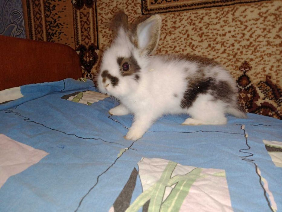 продам пухнастих  кроликів