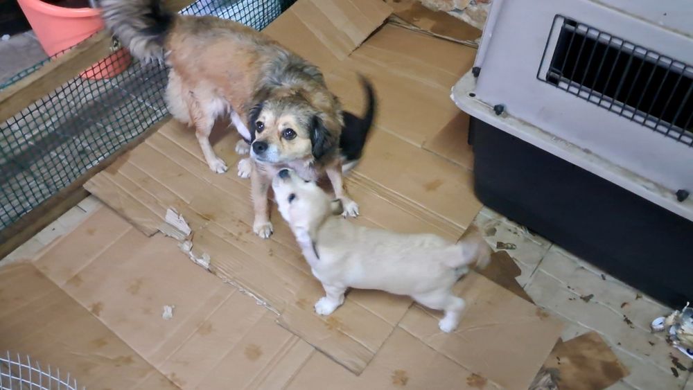 Cachorro para adoção