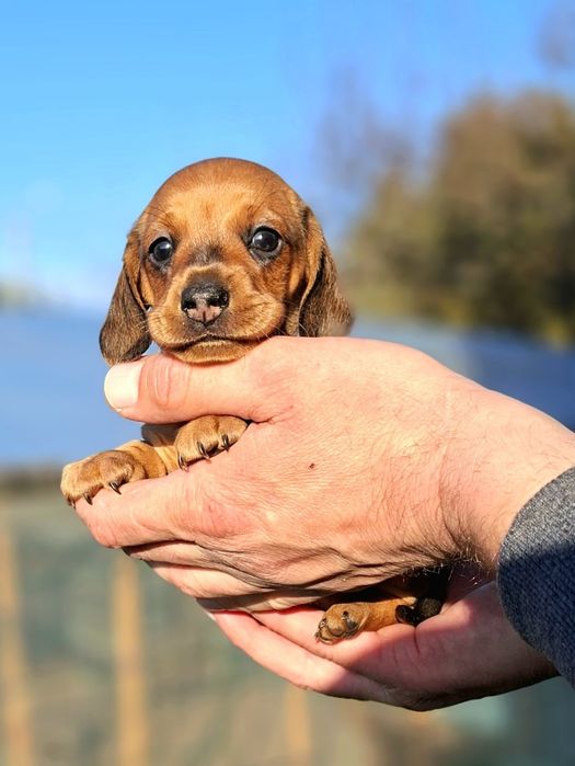 Jamnik krótkowłosy suczka