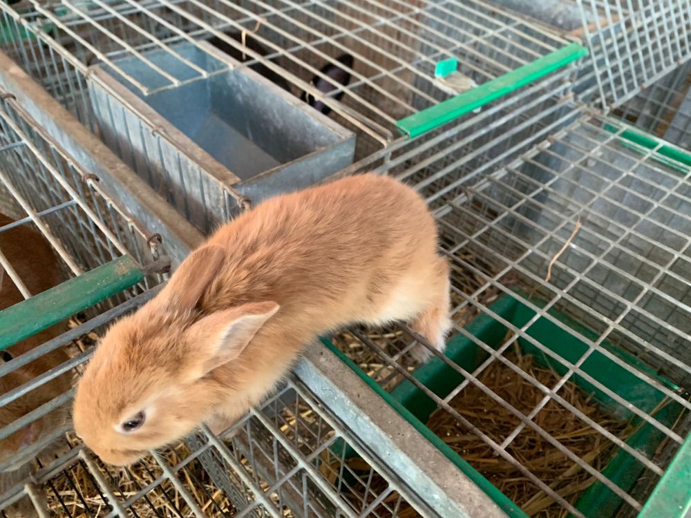 Coelhos macho e femea