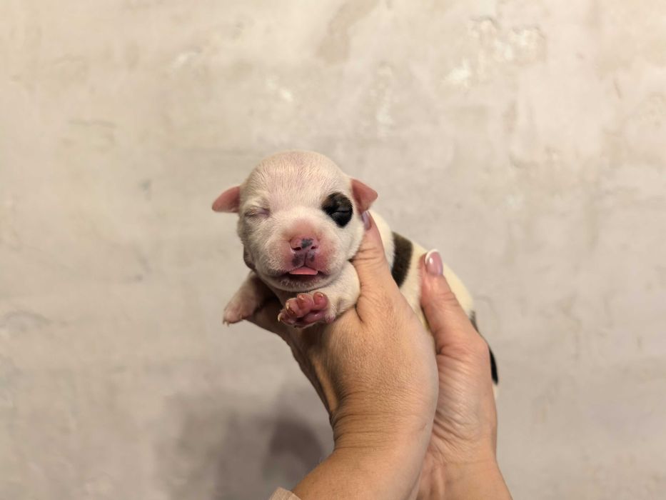 Staffordshire Bull terrier, wnuki Zw. Świata, stafik
