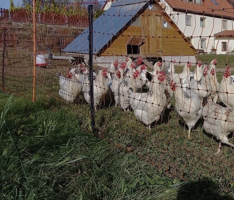 Kurnik mobilny z akcesoriami