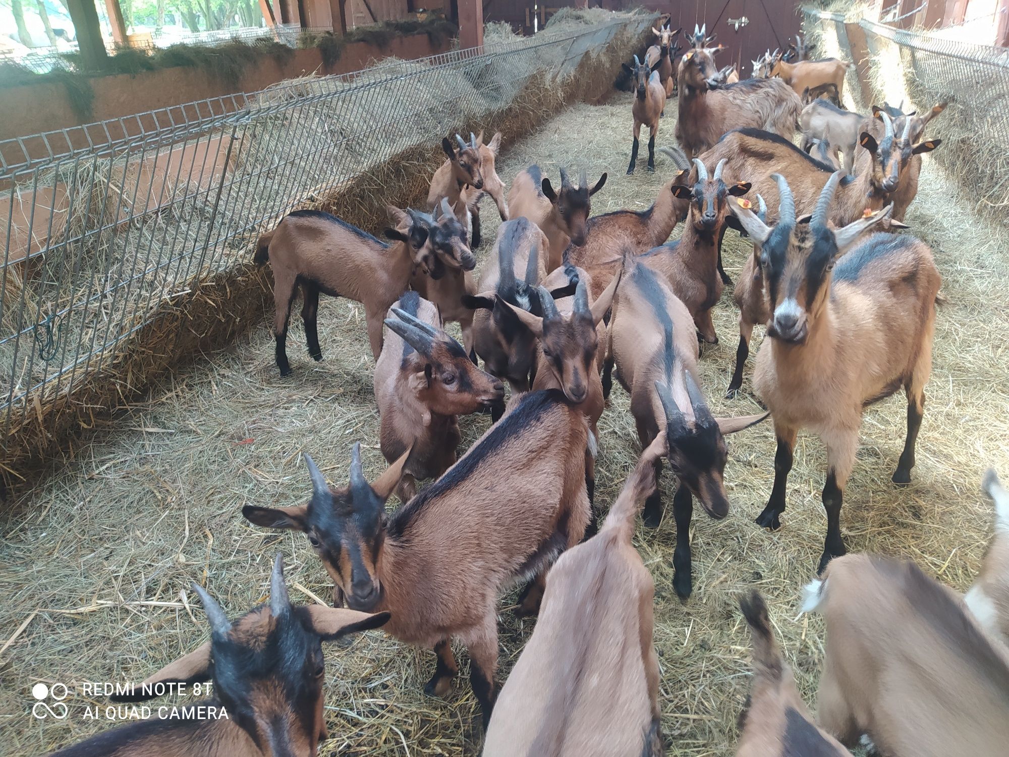 Kozły i koziołki alpejskie na sprzedaż