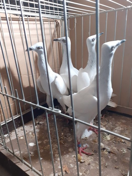 Srebrniaki wyloty samce/samice