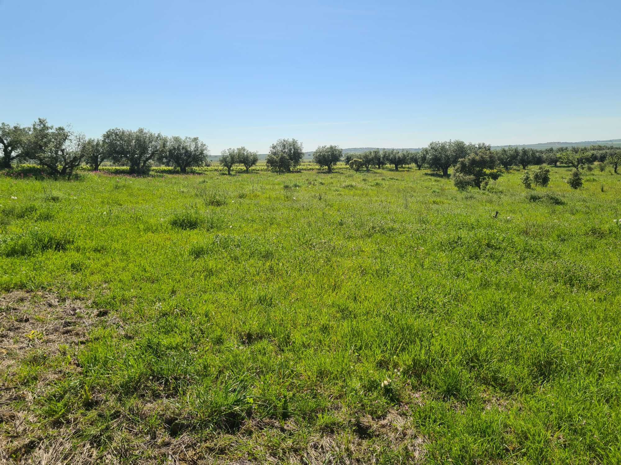 Terreno Rústico com Aproximadamente 1.1ha - Aldeias de Montoito