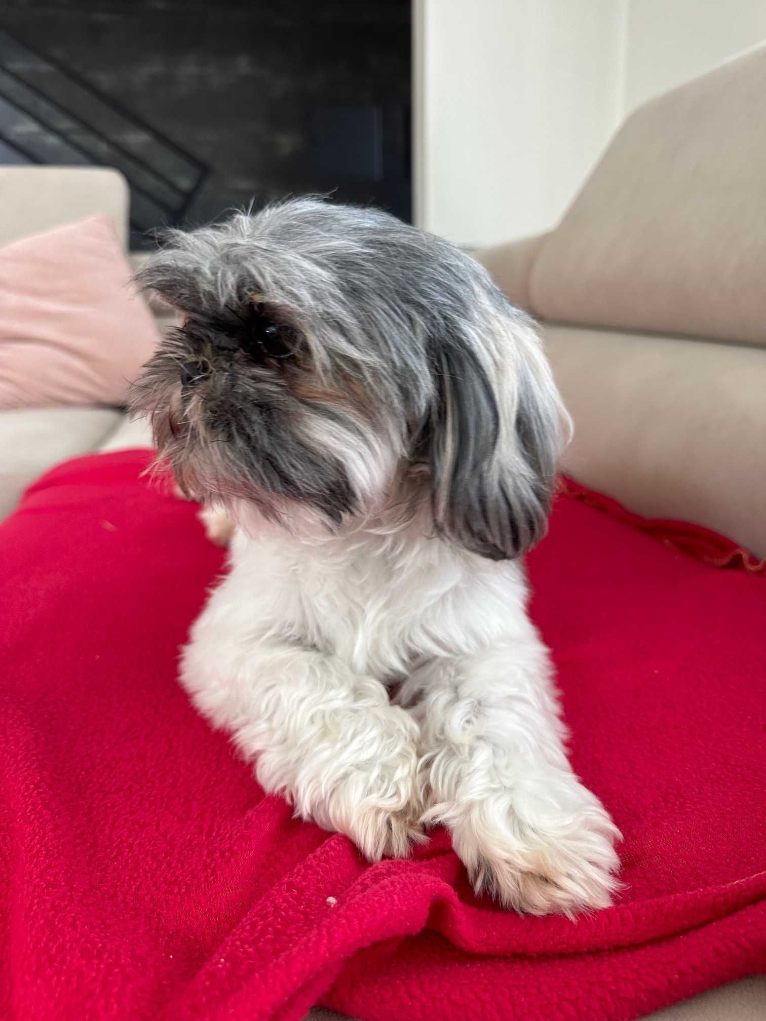 Menina Shih-Tzu c/ LOP procura namorado