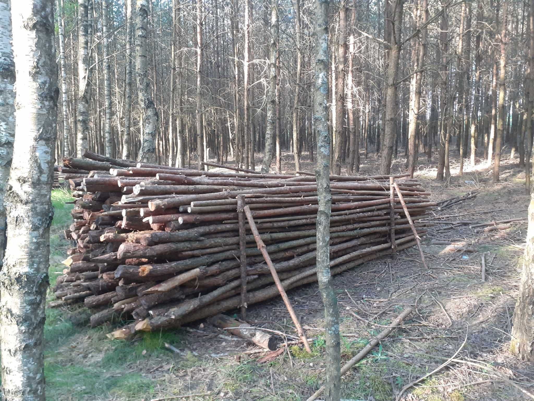 Drewno sosnowe z przecinki na opał