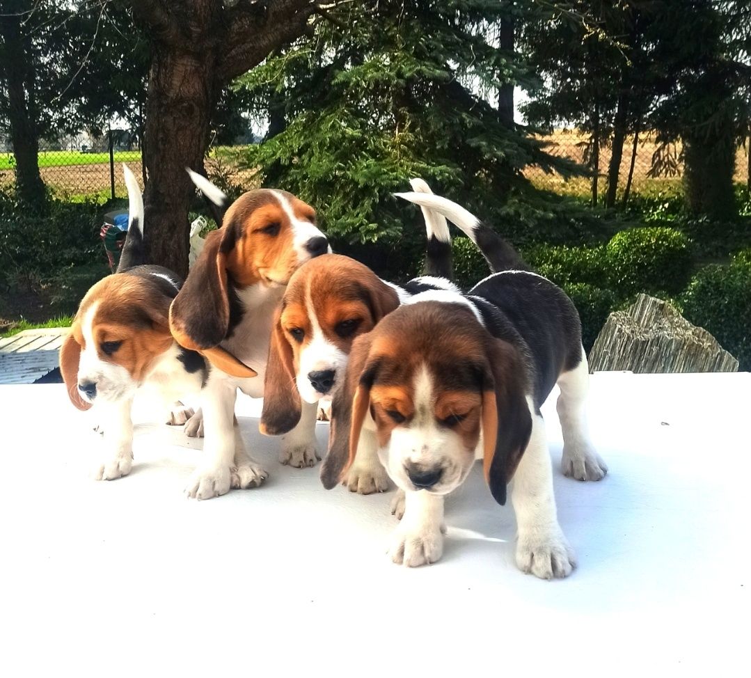 Beagle Tricolor z Rodowodem SWKiPR