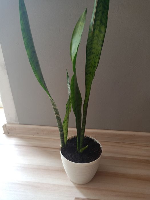 Sprzedam kwiata doniczkowego