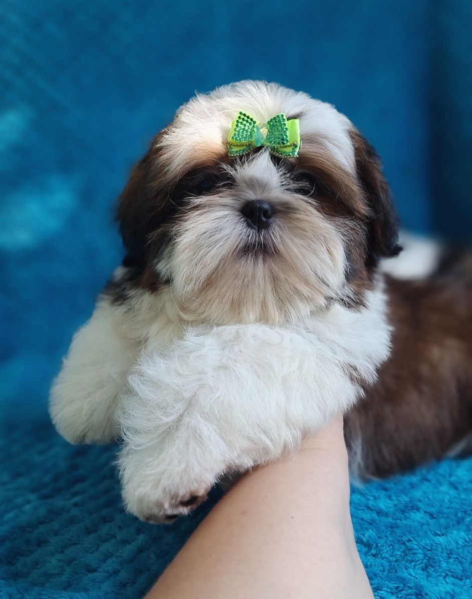 Gotowy do odbioru puchaty Misiu Shih Tzu z rodowodem