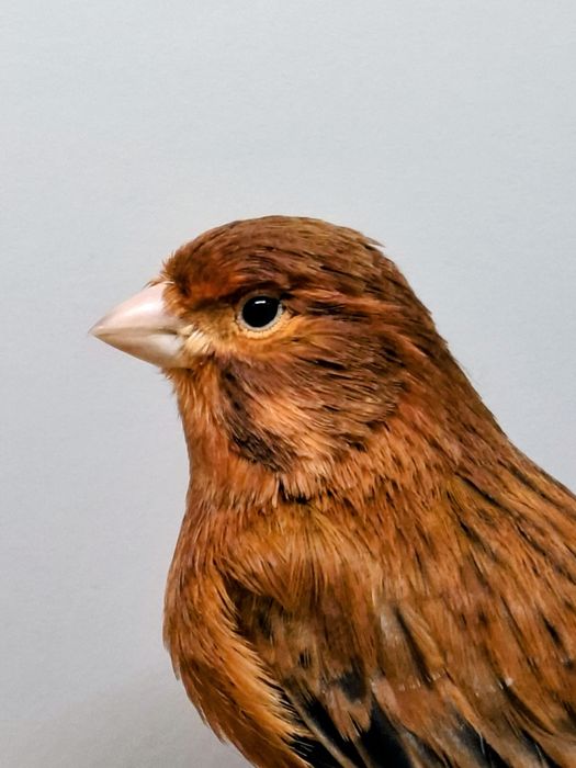 Kanarki agat czerwony