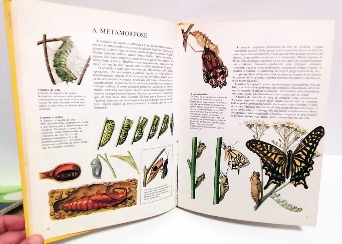 As Borboletas, de Ralph Willock