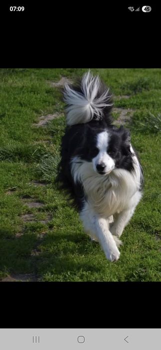 Border Collie piesek