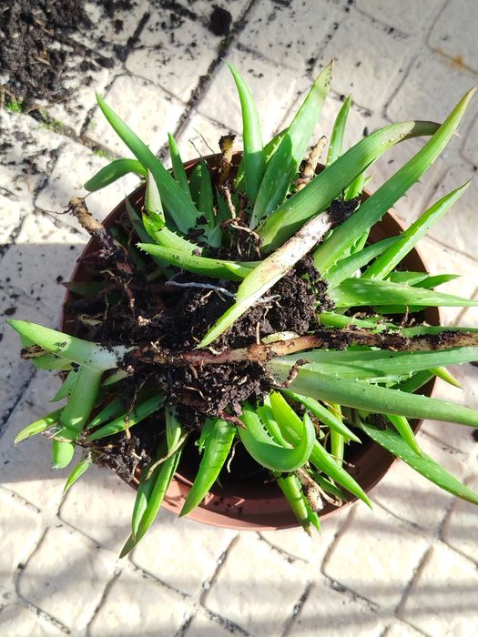 Suculenta aloe vera sabão