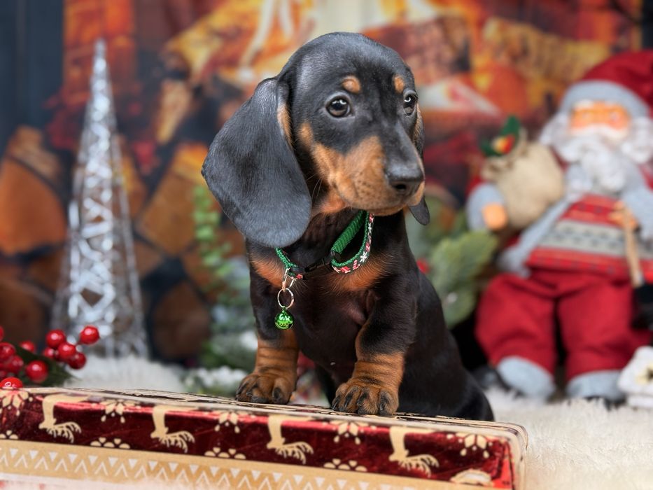 Jamnik krótkowłosy suczka