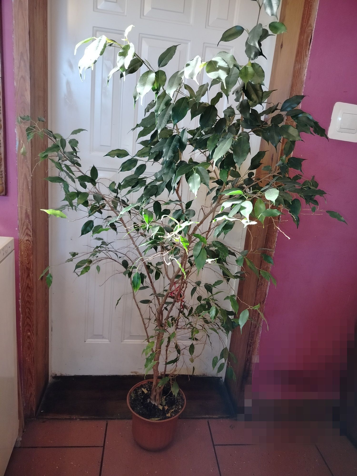 Figowiec Benjamina roślina doniczkowa