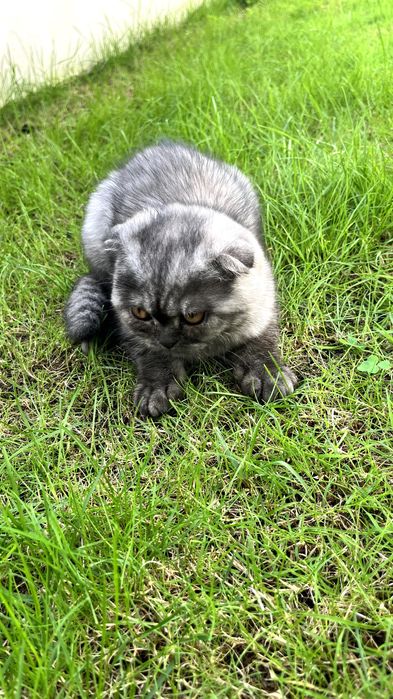 Gatinha "Scottish Fold"