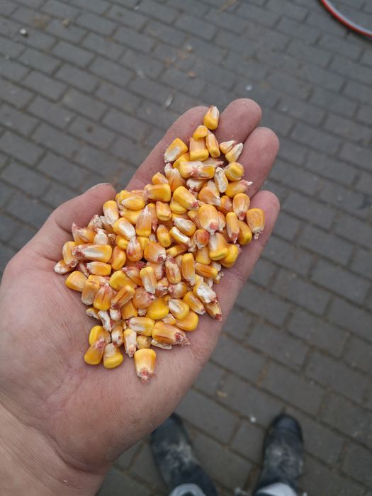 Kukurydza sucha.