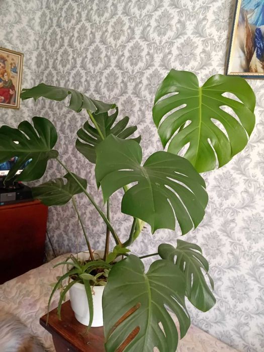 Продам  монстеру