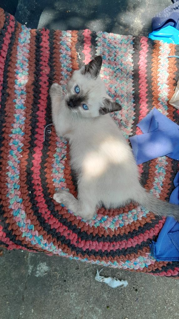 Duas gatinhas para adopção