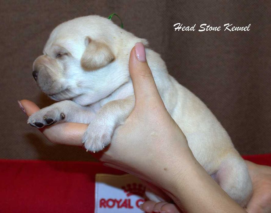 Клубные щенки Лабрадора ретривера