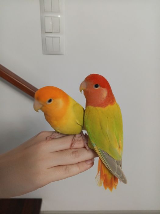 Sprzedam papugi para