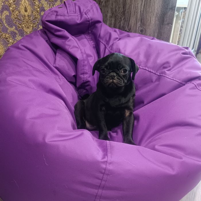 Красунечка мопсика шукає люблячу родину