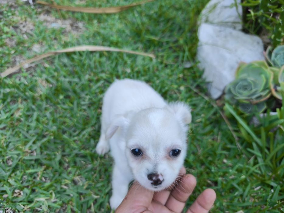 Chihuahua disponível para entrega imediata