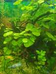 Hydrocotyle leucocephala-z własnej uprawy
