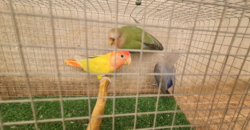 Agapornis e Piriquitos