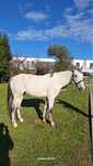 Vendo cavalo de 5 anos