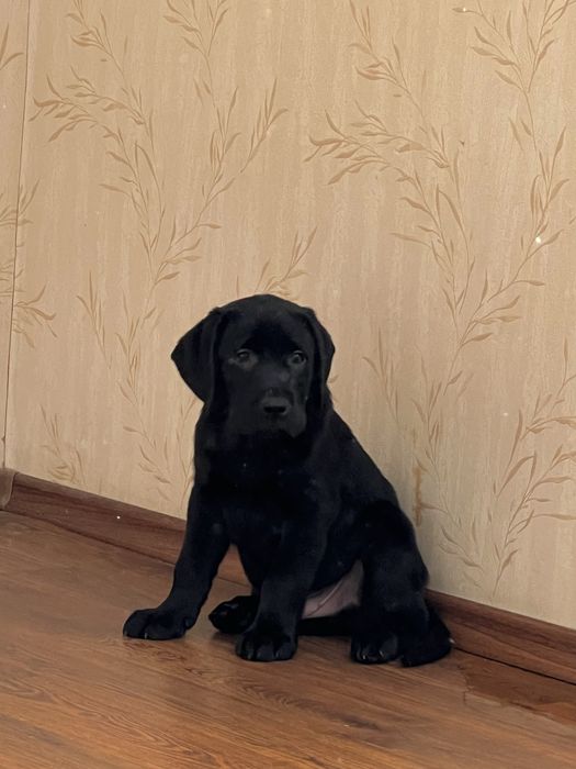 Щенки лабрадора с прививками, документами WKU, KKU. 3 месяца