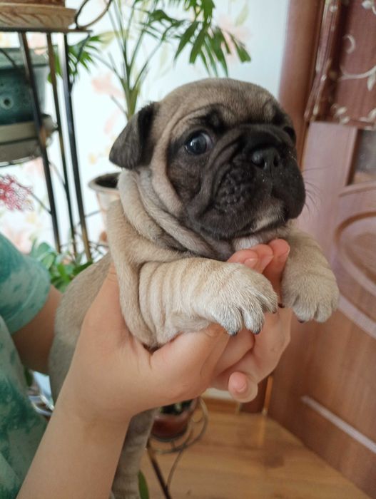 Французькі бульдожки