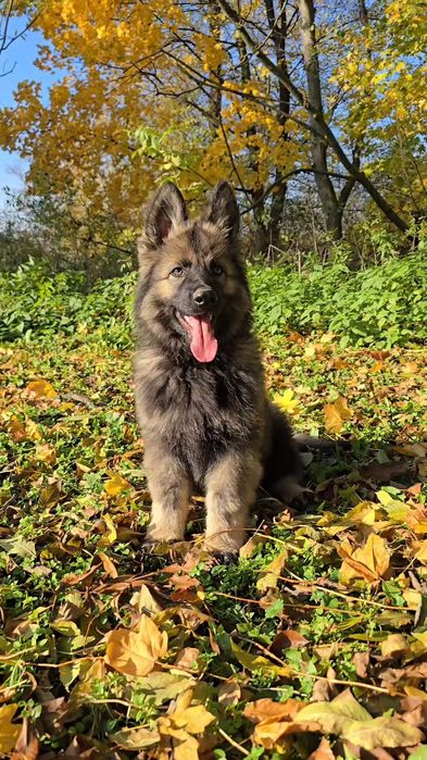 Owczarek Staroniemiecki - 3 miesięczny piesek do odbioru