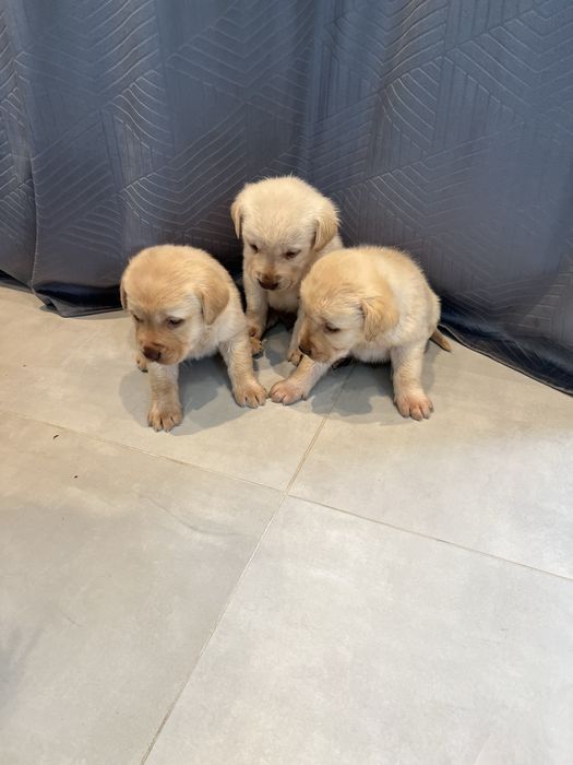 Labrador Retriever
