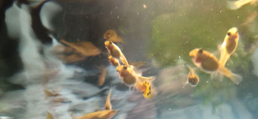 Gubik rybka do akwarium