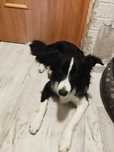 Pies Border collie