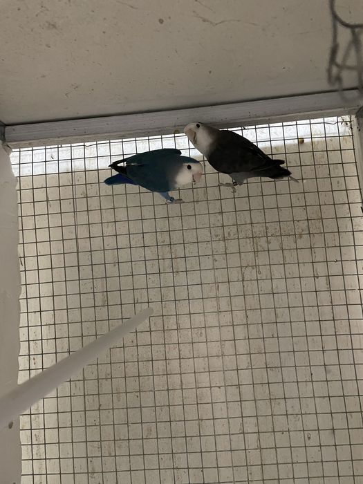 Agarponies e gaiolas