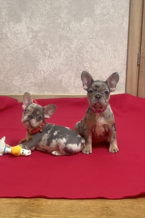 Красиві дітки бульдожки